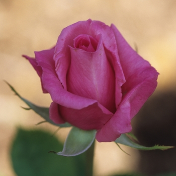 Rosa 'Perfume Beauty'