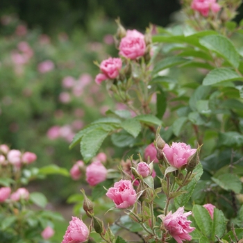 Rosa rugosa 'Pink Grootendorst'