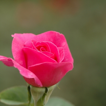 Rosa 'Pink Peace' 