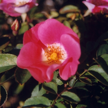 Rosa 'Pink Sunblaze'