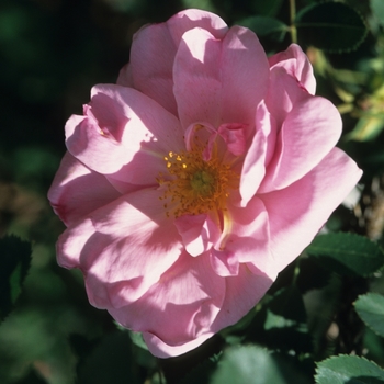 Rosa 'Prairie Dawn'