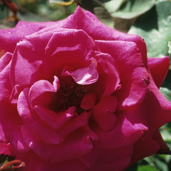 Rosa 'Proud Land' 