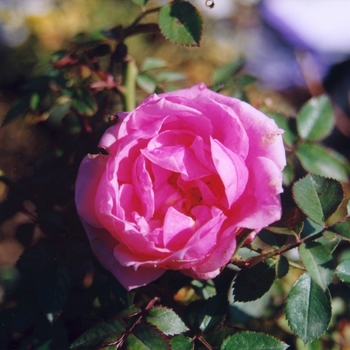 Rosa 'Raspberry Punch' 