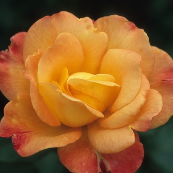 Rosa 'Rio Samba'