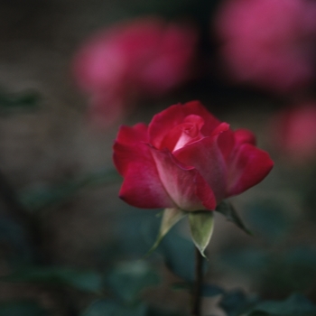 Rosa 'Rose Gaujard' 