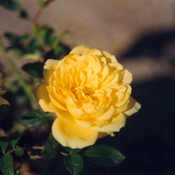 Rosa 'Royal Sunblaze' 