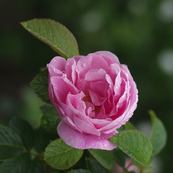 Rosa 'Sarah Van Fleet'