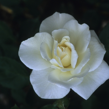 Rosa 'Saratoga' 