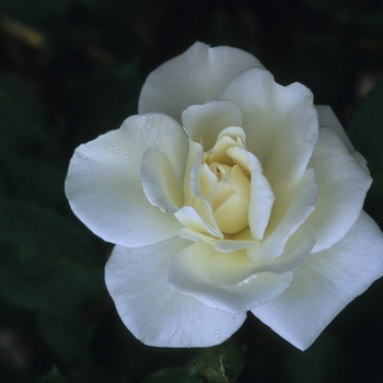 Rosa 'Saratoga'