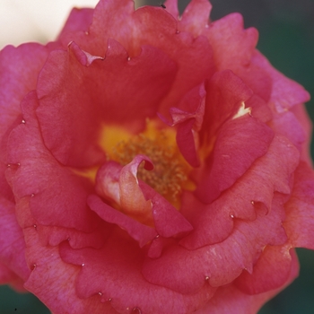 Rosa 'Solitude'