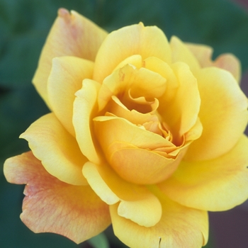 Rosa 'Sutter's Gold'