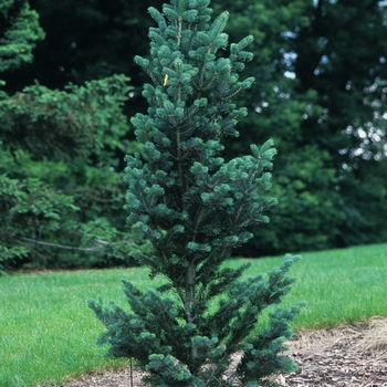 Abies concolor 'Conica'