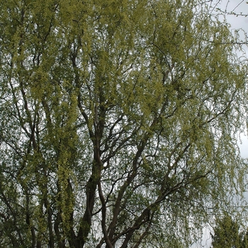 Salix matsudana 'Snake'