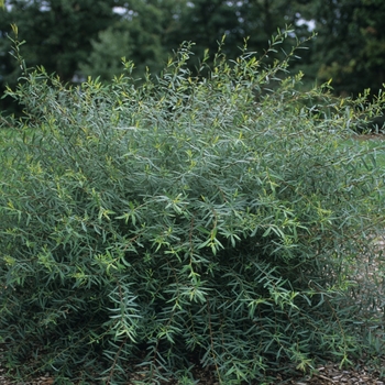 Salix purpurea 'Gracillis' 