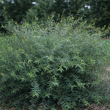 Salix purpurea 'Gracillis'