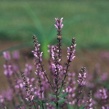 Salvia x sylvestris 'Rose Queen' 