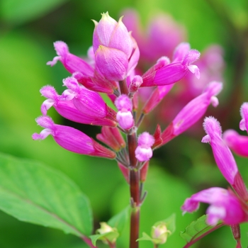 Salvia involucrata 'Bethellii' 