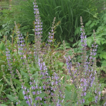 Salvia x sylvestris 'Lye End' 