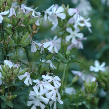 Saponaria officinalis 