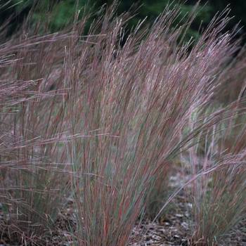 Schizachyrium scoparium 'The Blues'