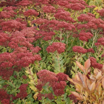 Sedum 'Mini Joy'