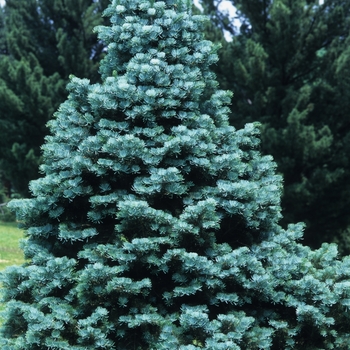 Abies concolor 'Compacta' 