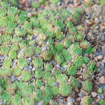 Sempervivum 'Pekinese' 