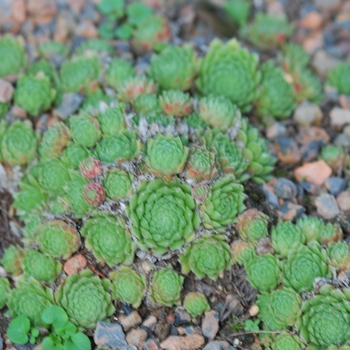 Sempervivum 'Raspberry Ice'