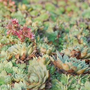 Sempervivum 'Thayne' 