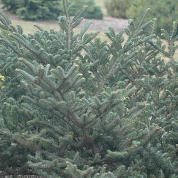 Abies fargesii var. faxoniana '' (036883)