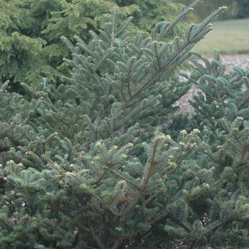 Abies fargesii var. faxoniana