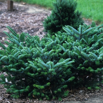 Abies fargesii var. faxoniana '' (036885)