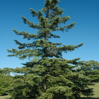 Abies holophylla