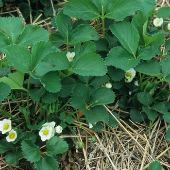 Fragaria 'Surecrop' 