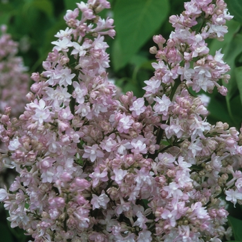 Syringa vulgaris 'Montaigne' 