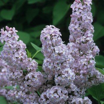 Syringa vulgaris 'President Grevy' 