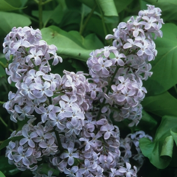 Syringa vulgaris 'President Lincoln' 