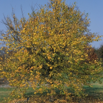 Syringa pekinensis 'Pendula' 