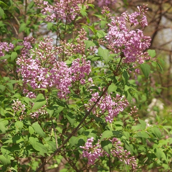 Syringa x chinensis