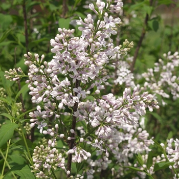 Syringa x persica 'Alba' 