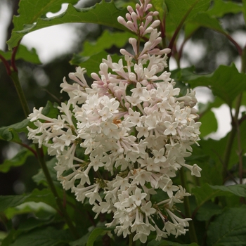 Syringa x prestoniae 'Agnes Smith' 