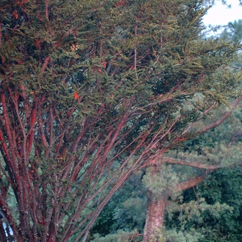 Taxus baccata 'Amersfoort'