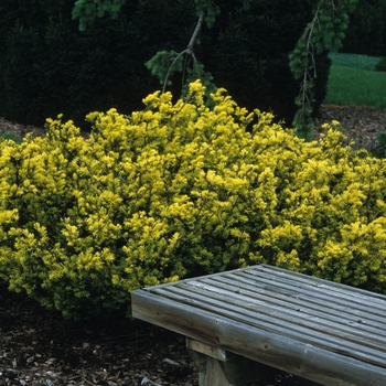 Taxus baccata 'Repens Aurea'