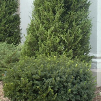 Taxus x media 'Chadwick'