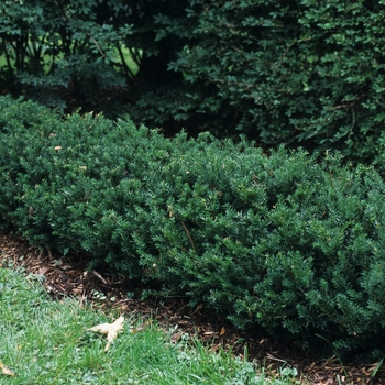 Taxus x media 'Ershzam' 