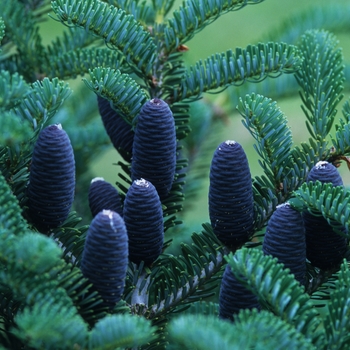 Abies koreana 'Prostrate Beauty'