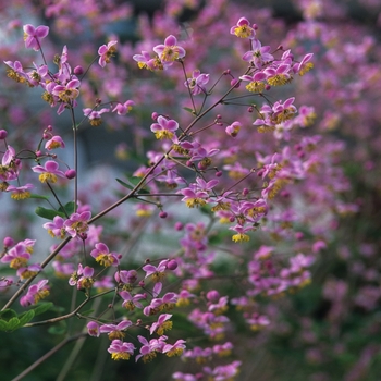 Thalictrum rochebrunianum 'Lavender Mist' 
