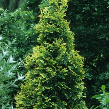 Thuja occidentalis 'George Peabody'