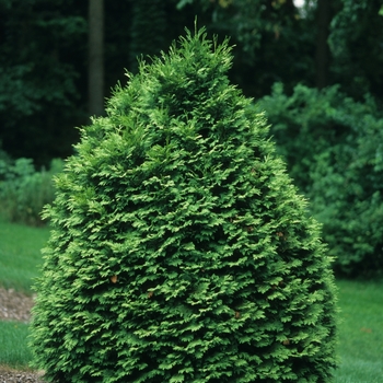 Thuja occidentalis 'Wareana Lutescens'