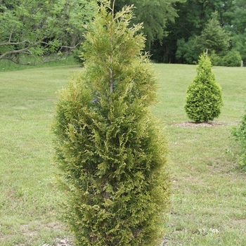 Thuja plicata 'Zebrina' 